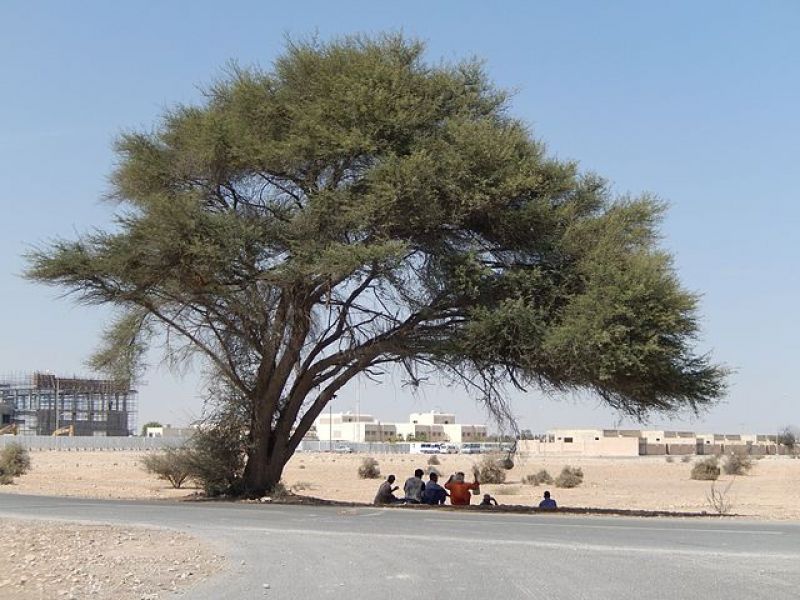 Qatar migrant workers take shelter from sun under a Samr tree in a village-45486b73243869108a9a37a30d76a3d21623128283.jpg